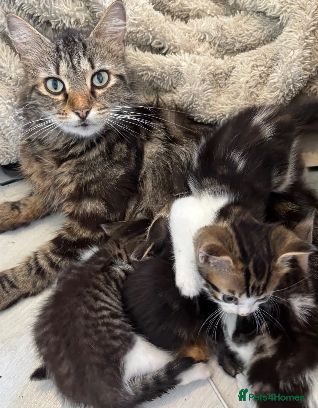 Mixed Breed cats for sale: 2 mixed Norwegian kittens - Advert 11