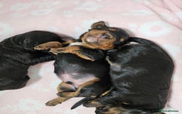 Cocker Spaniel dogs for sale: Working Cocker Spaniel Puppies  - Image 10