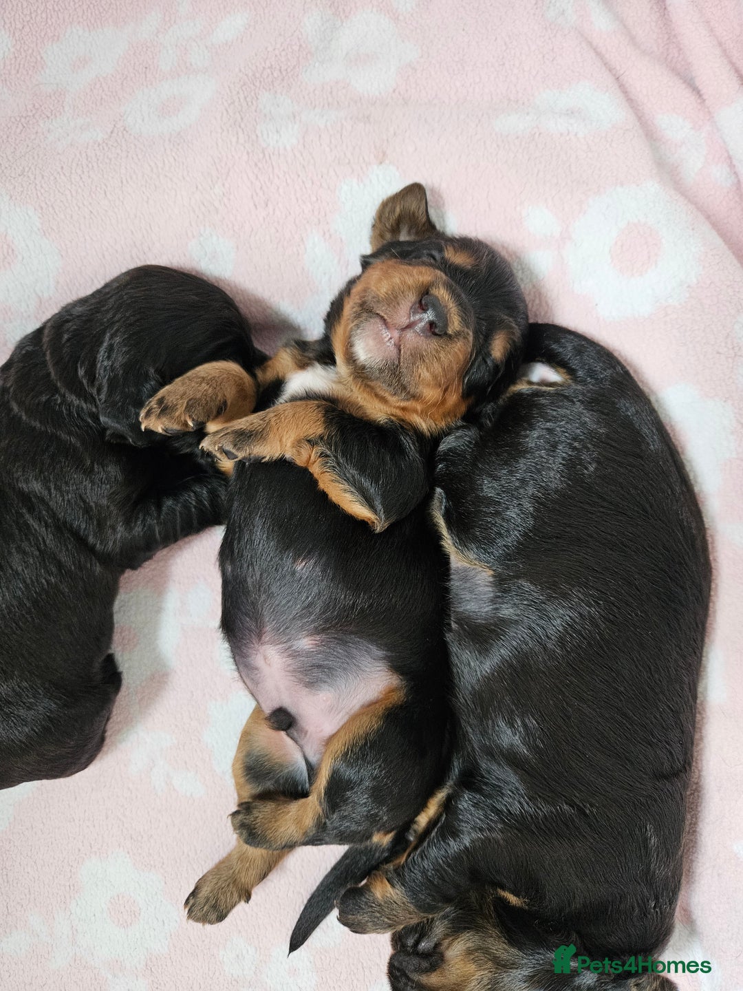 Cocker Spaniel dogs for sale: Working Cocker Spaniel Puppies  - Image 10