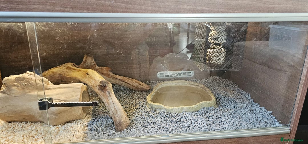 Corn Snake reptiles for sale: Friendly corn snake, vivarium with full set up - Advert 9