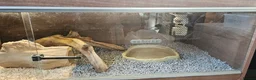 Corn Snake reptiles for sale: Friendly corn snake, vivarium with full set up - Advert 9