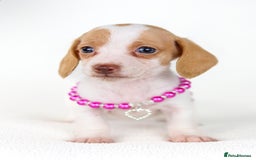 Miniature Dachshund dogs for sale: Quality miniature Dachshunds Liverpool  - Image 2