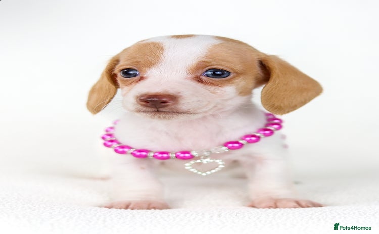 Miniature Dachshund dogs - Advert 11