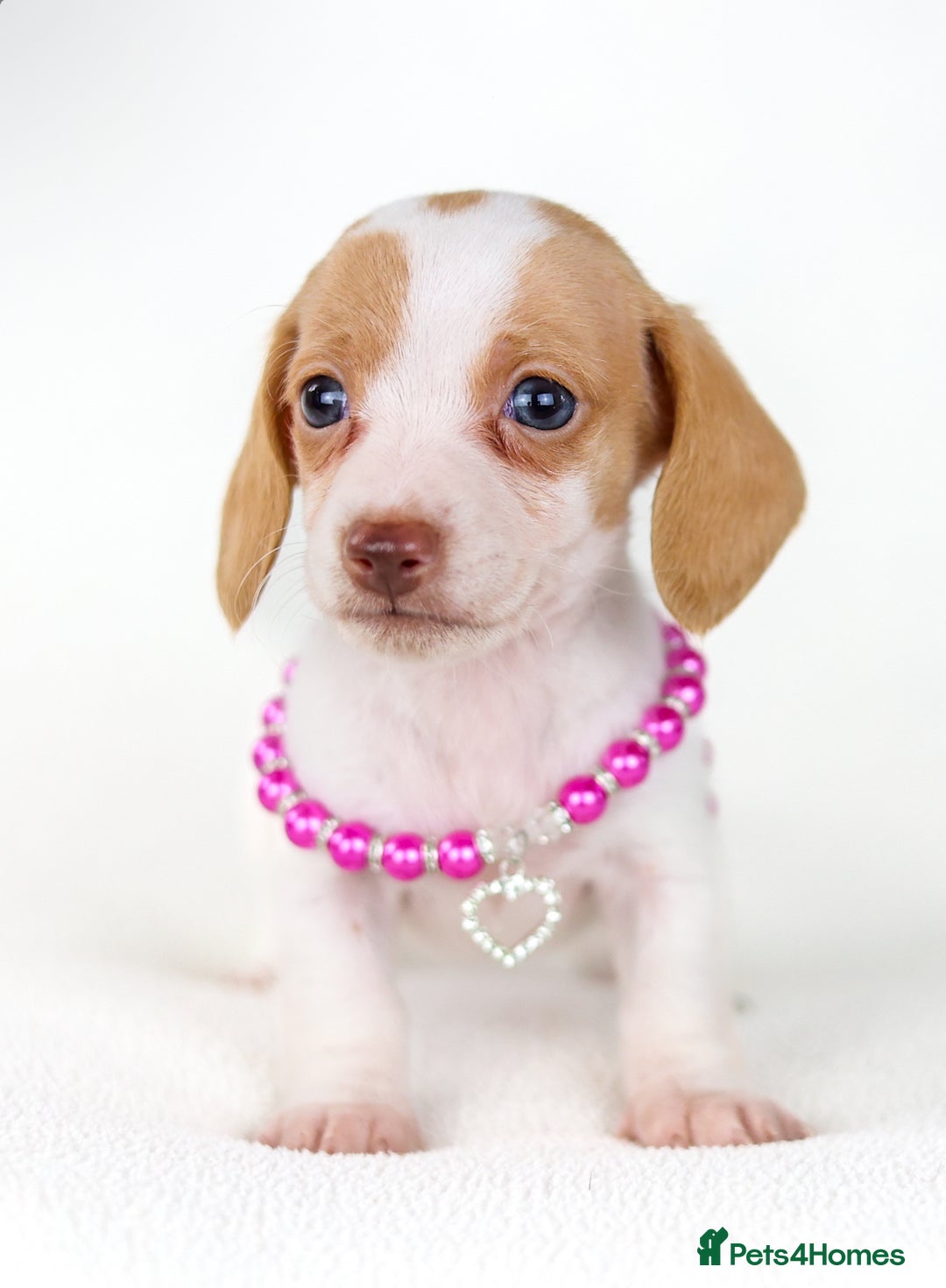 Miniature Dachshund dogs for sale: Quality miniature Dachshunds Liverpool  - Image 2