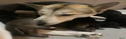 Shepsky dogs for sale: 9 budding Shepsky pups in Saint Helens - Advert 8