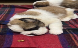 Saint Bernard dogs for sale: Outstanding chunky Saint Bernard puppies for sale - Image 11