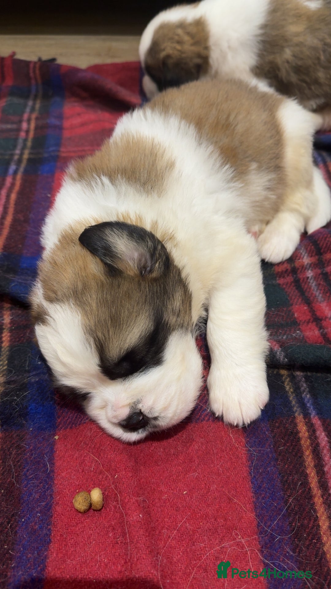 Saint Bernard dogs for sale: Outstanding chunky Saint Bernard puppies for sale - Image 11