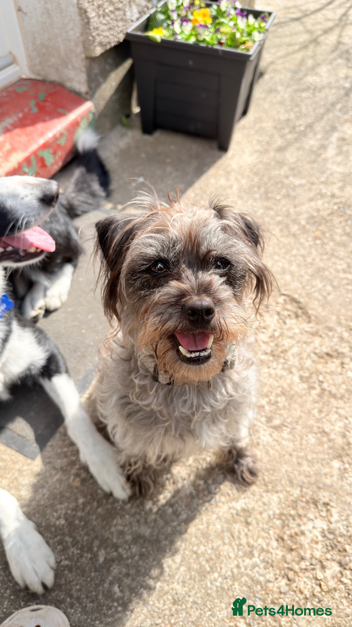 Mixed Breed dogs 4 year old Nel for rehoming  - Advert 10