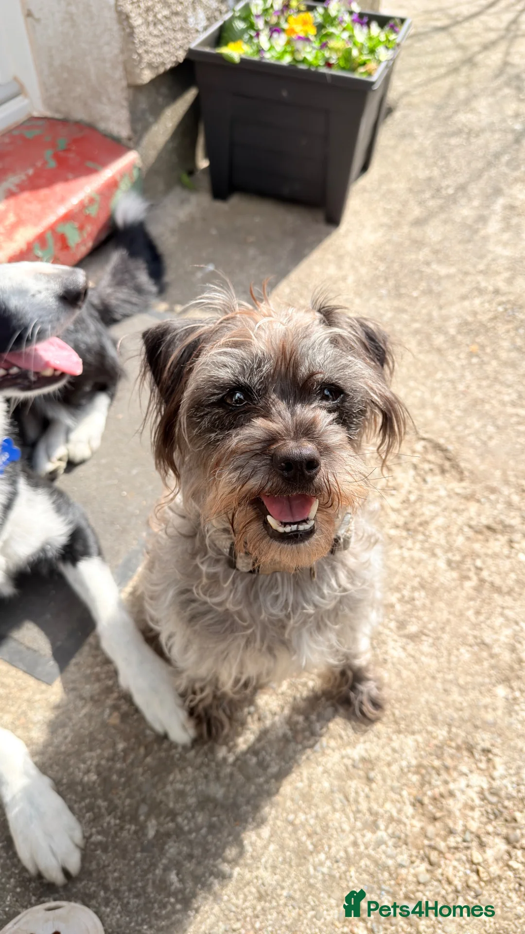 Mixed Breed dogs for sale: 4 year old Nel for rehoming  - Advert 1