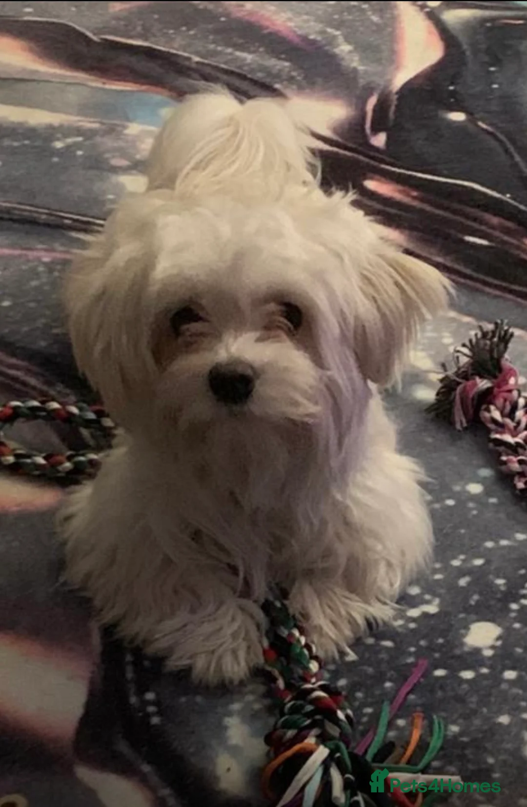 Maltese dogs for sale: Maltese female  - Advert 1