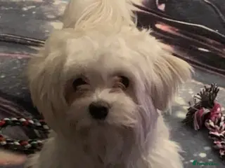 Maltese dogs Maltese female - Advert 4