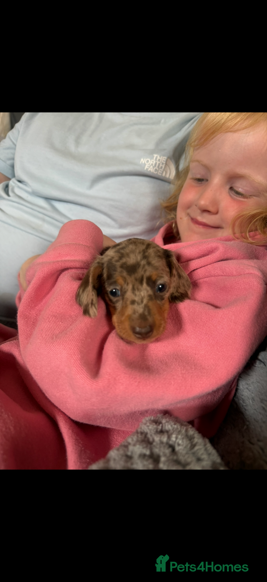 Miniature Dachshund dogs for sale: Super cute mini Daxis  - Advert 5