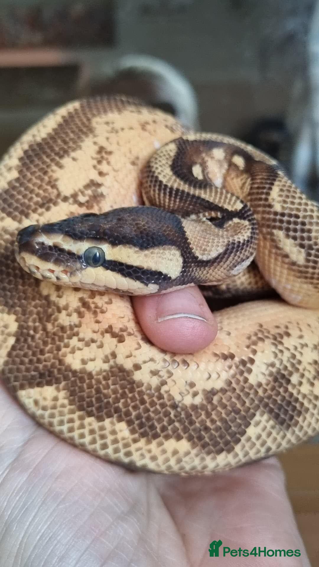 Snake reptiles Male cb24 royal python  - Advert 2