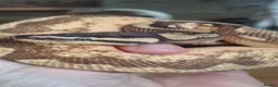 Snake reptiles for sale: Male cb24 royal python  in Leicester - Advert 1