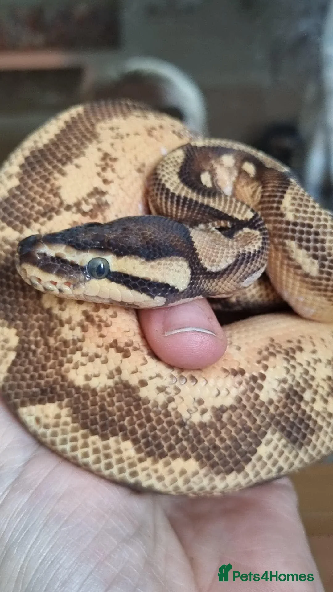 Snake reptiles for sale: Male cb24 royal python  in Leicester - Advert 1