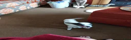 Chiweenie dogs for sale: Beautiful little boy chihuahua cross dauchound  - Advert 5