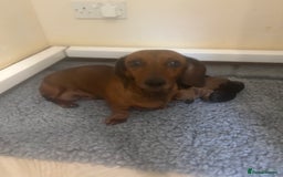 Miniature Dachshund dogs for sale: Miniature smooth hair dachshunds - Image 1