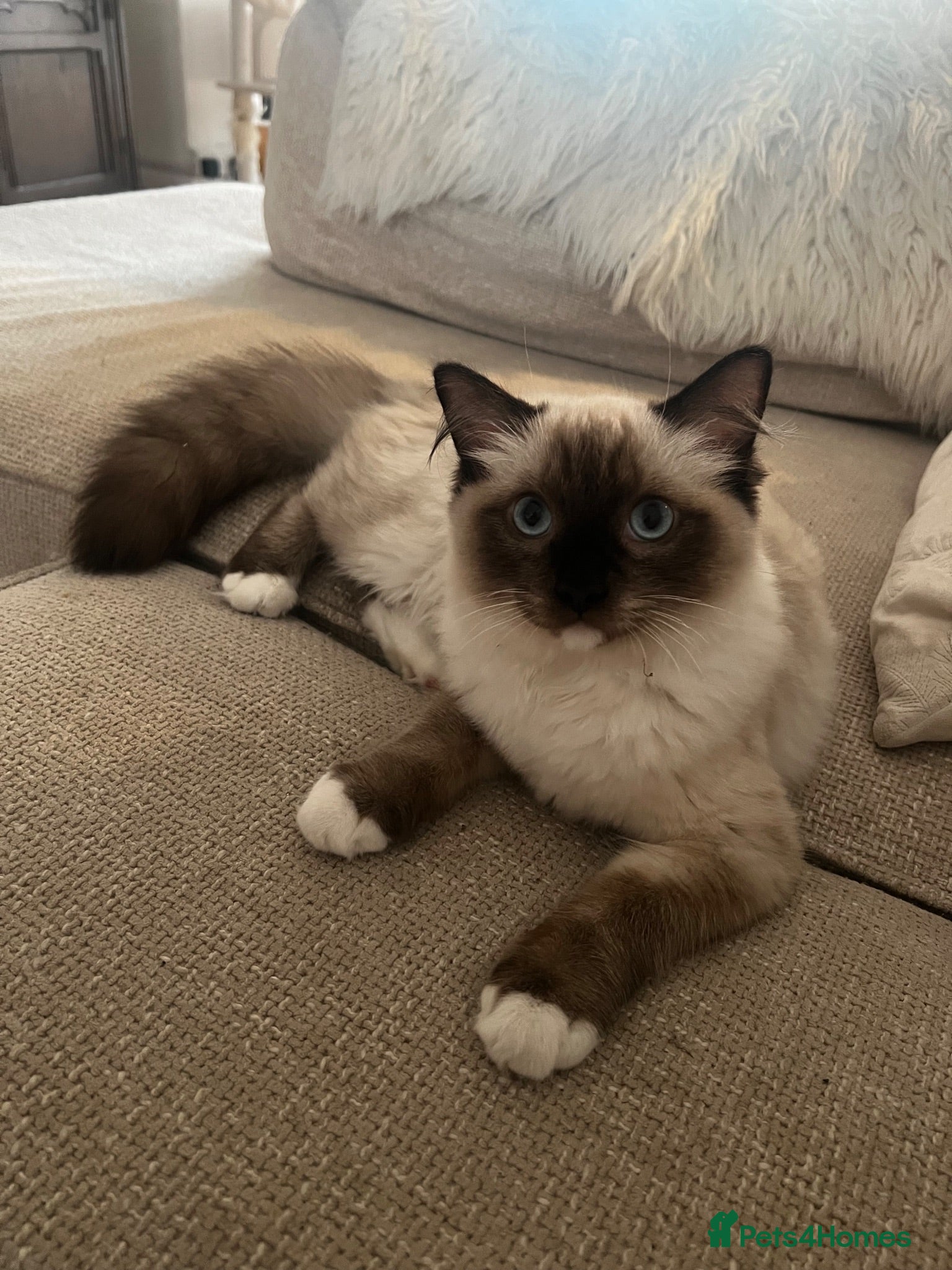 Ragdoll cats 5 month old Pedigree Seal point Ragdoll Kitten - Advert 1