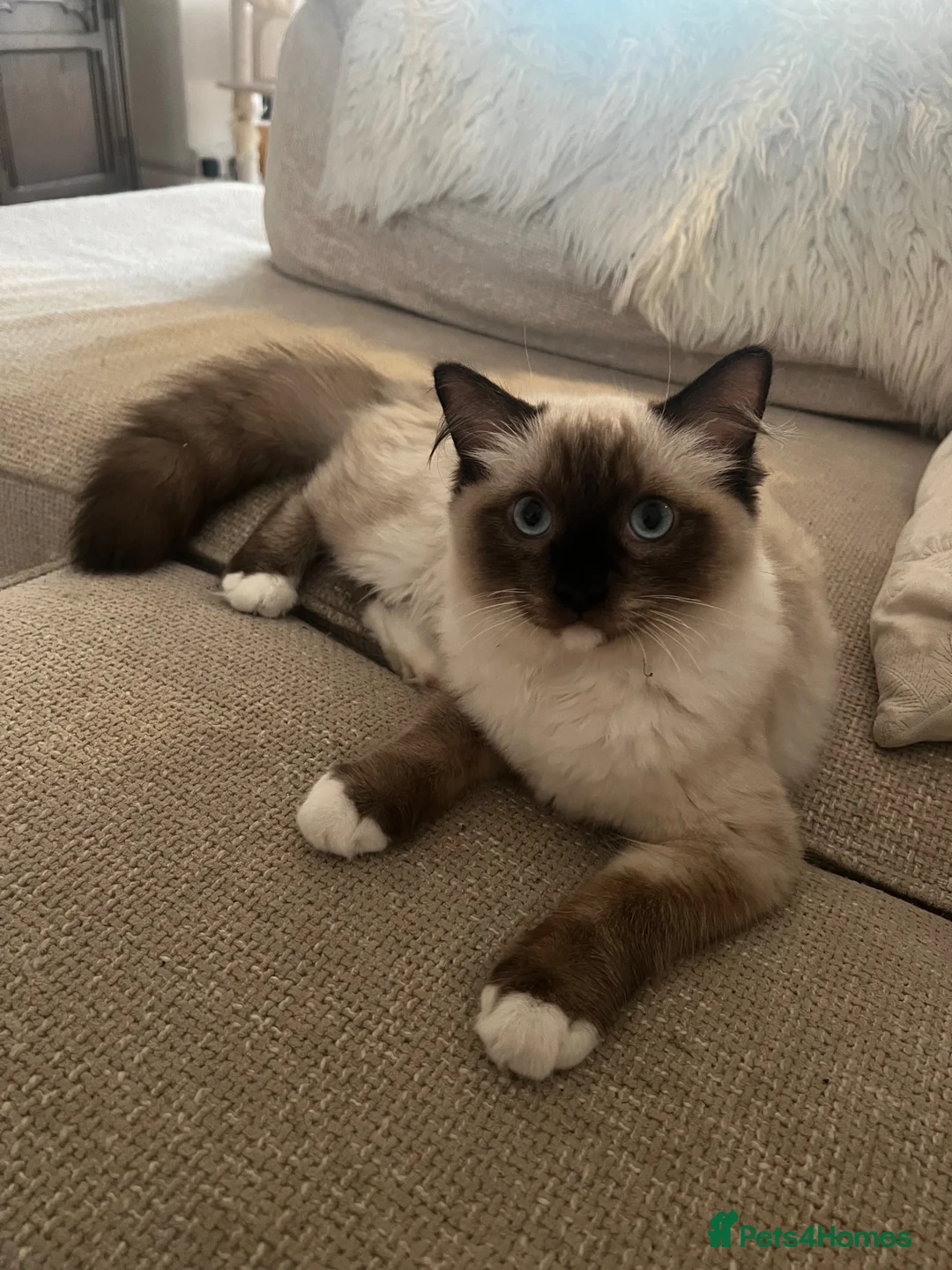 Ragdoll cats for sale: 5 month old Pedigree Seal point Ragdoll Kitten - Advert 1