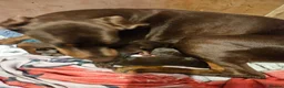 Dobermann dogs for sale: Dobermann puppies  in Maidstone - Advert 4