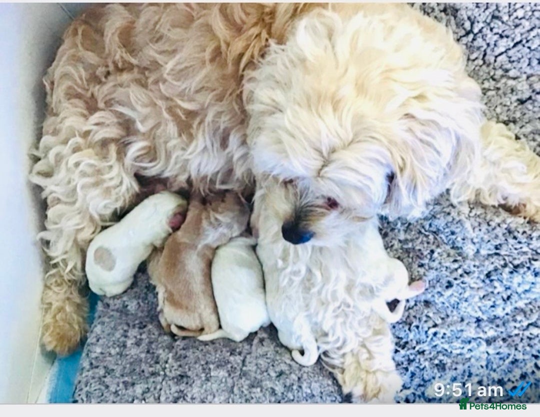 Cavapoo dogs for sale: 🩷🎀 FABULOUS F1b SMALL SIZE CAVAPOO GIRL 🎀🩷 - Image 3