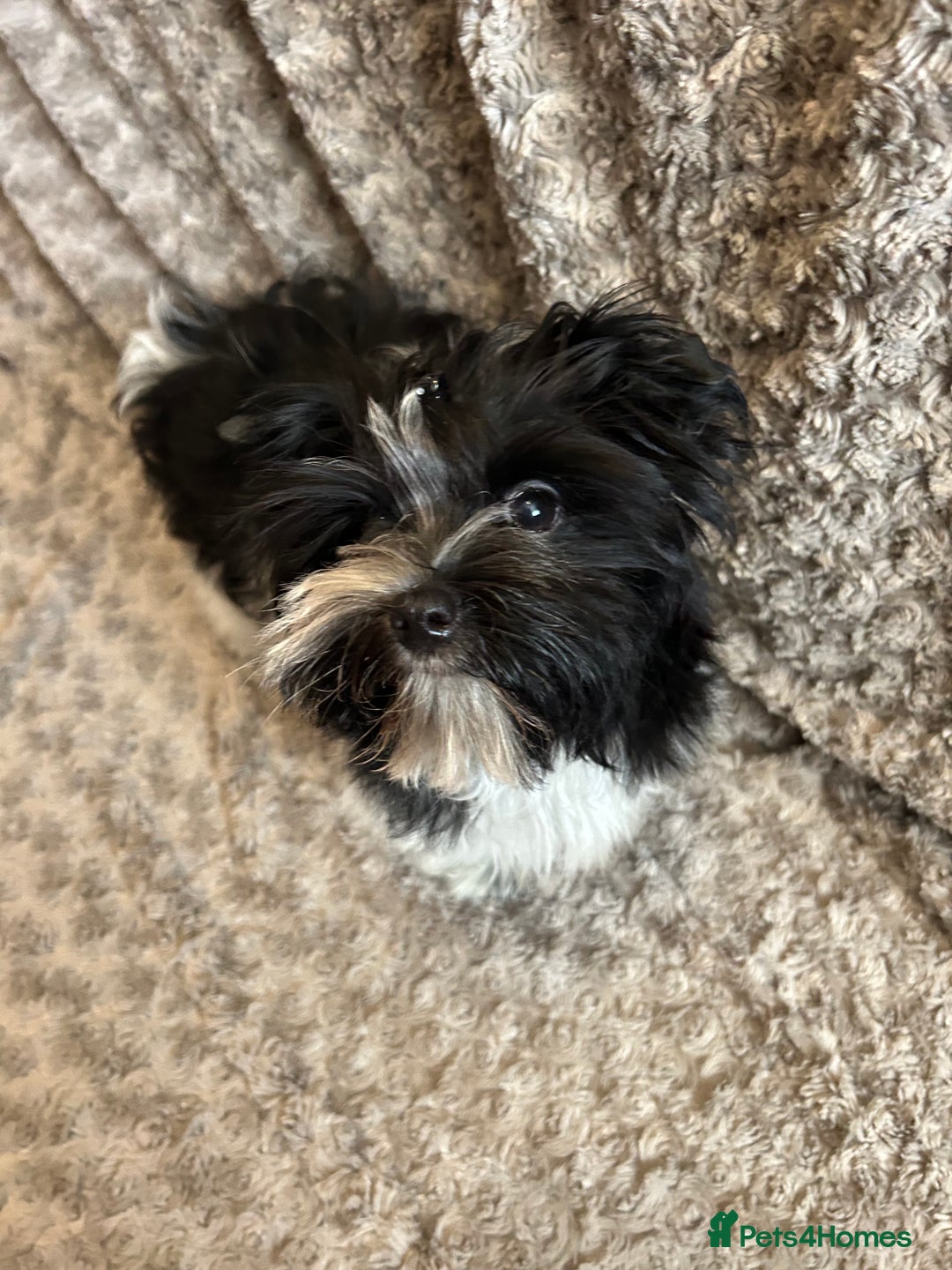 Mixed Breed dogs for sale: Colour Yorkshire Terrier   , DNA tested parents  - Image 13