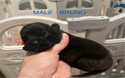 Labradoodle dogs for sale: 2 BEAUTIFUL MALES & 1 FEMALE LABRADOODLE PUPPIES - Image 9