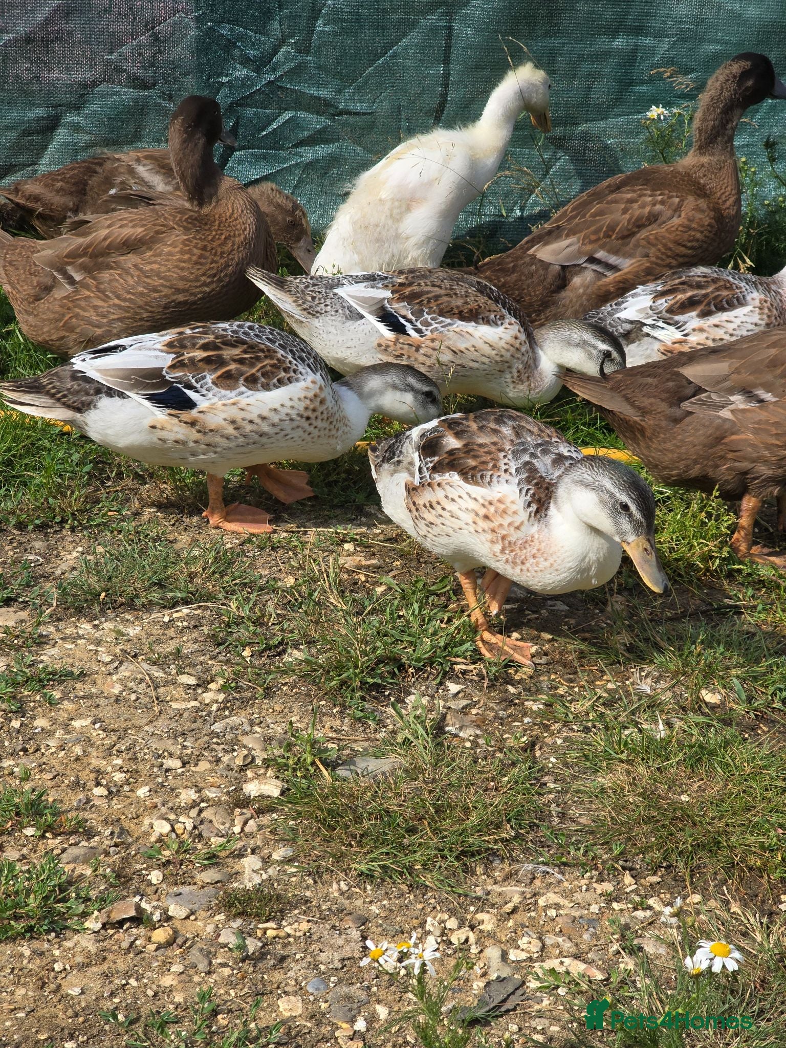 Ducks poultry Miniature Silver Appleyard growers  - Advert 3