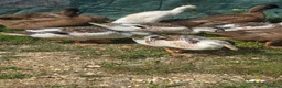 Ducks poultry for sale: Mini Silver Appleyard ducklings  - Advert 3
