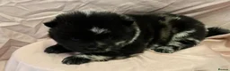 Chow Chow dogs for sale: Rare Little Sweethearts  in London - Advert 10