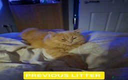 British Shorthair cats for sale: British Shorthair kittens - Image 22