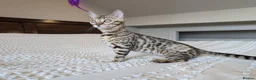 Bengal cats for sale: 🤎🖤 Gorgeous Bengal Girl 🖤🤎 - Advert 5