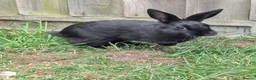 Mixed Breed rabbits for sale: Babies all ready to go 11 & 13 weeks  - Advert 4