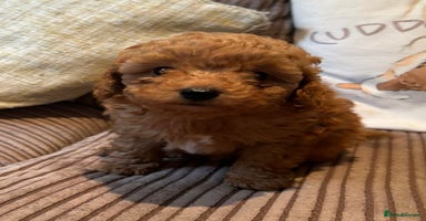Miniature Poodle dogs - Advert 5