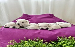 West Highland Terrier dogs for sale: ❤️Adorable Westies for loving homes ❤️ - Image 3