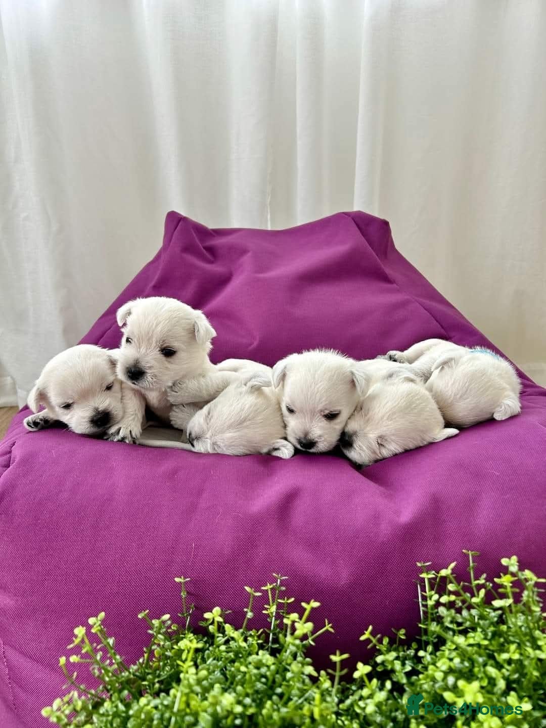 West Highland Terrier dogs for sale: ❤️Adorable Westies for loving homes ❤️ - Image 3