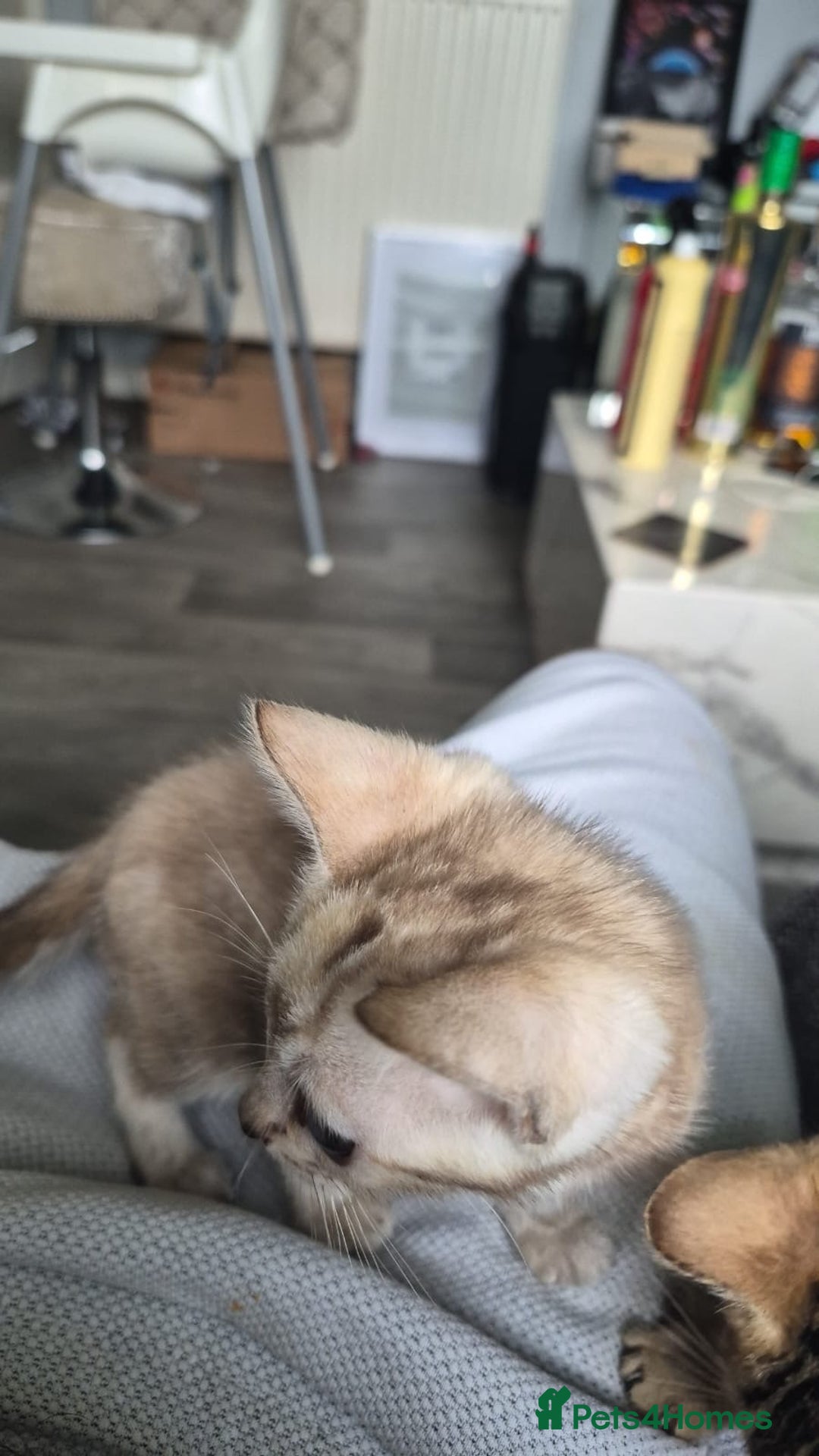 Bengal cats for sale: Beautiful bengal kittens  - Advert 11