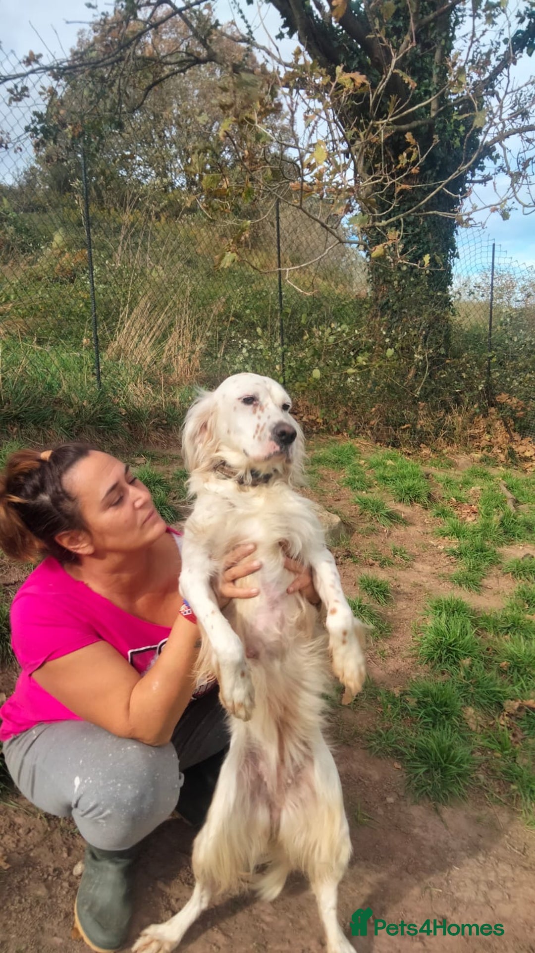 English Setter dogs for adoption: Dana  - Advert 12