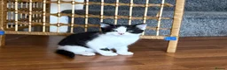 Mixed Breed cats for sale:     Sweet Kittens – Litter Trained & Playful - Advert 2