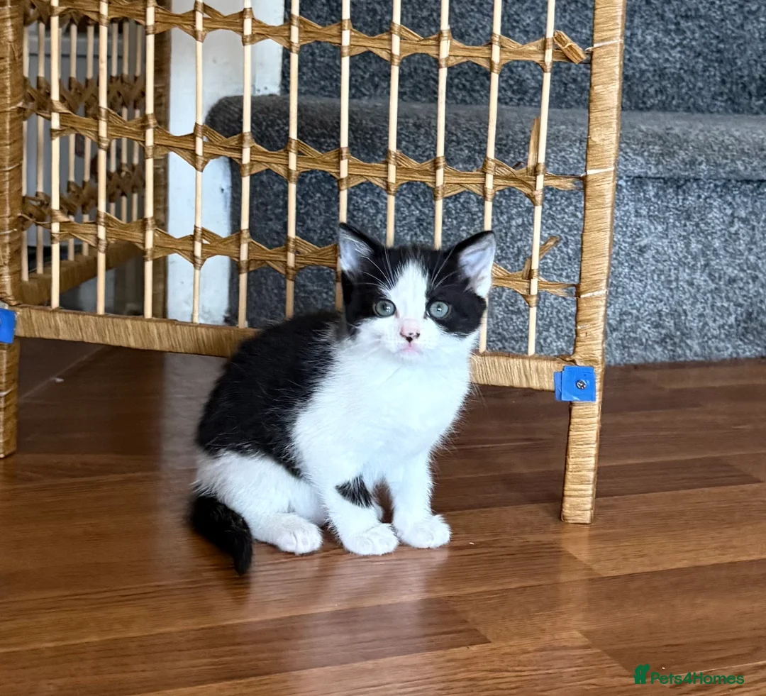 Mixed Breed cats for sale:     Sweet Kittens – Litter Trained & Playful - Advert 2