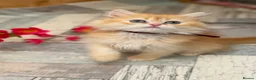 British Shorthair cats for sale: British shorthair/longhair golden kittens  - Advert 20