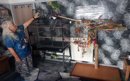 Parrots birds for sale: parrot amazon blue with  cage and tree  - Image 1