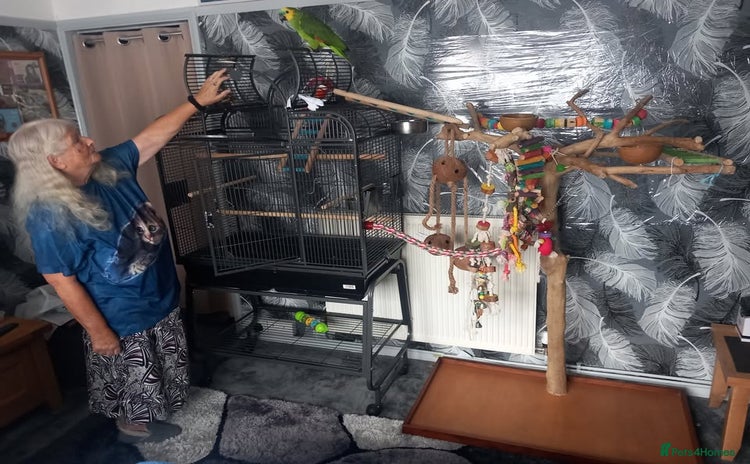 Parrots birds - Advert 1