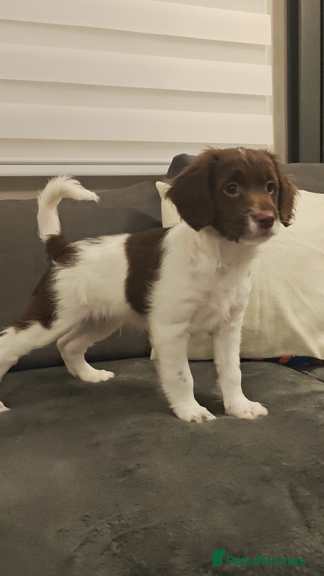 Sproodle dogs English springer spaniel& Cavapoo low shedding - Advert 4