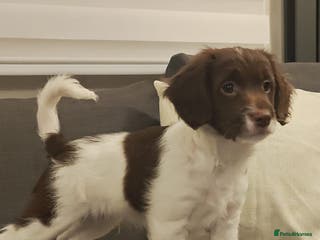 Sproodle dogs English springer spaniel& Cavapoo low shedding - Advert 4