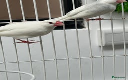 Finches birds for sale: Various Stunning Baby Finches  - Image 2