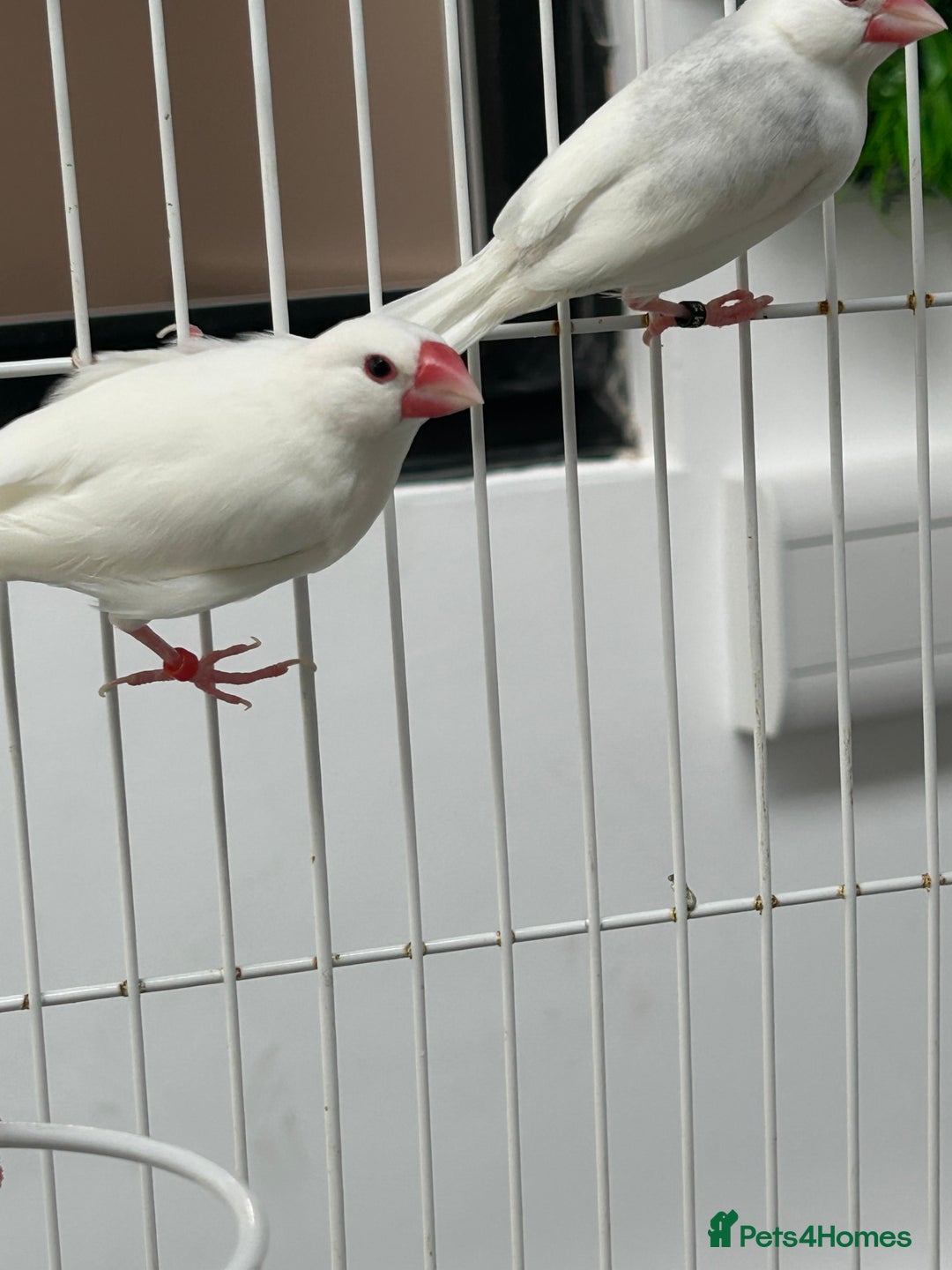 Finches birds for sale: Various Stunning Baby Finches  - Image 2
