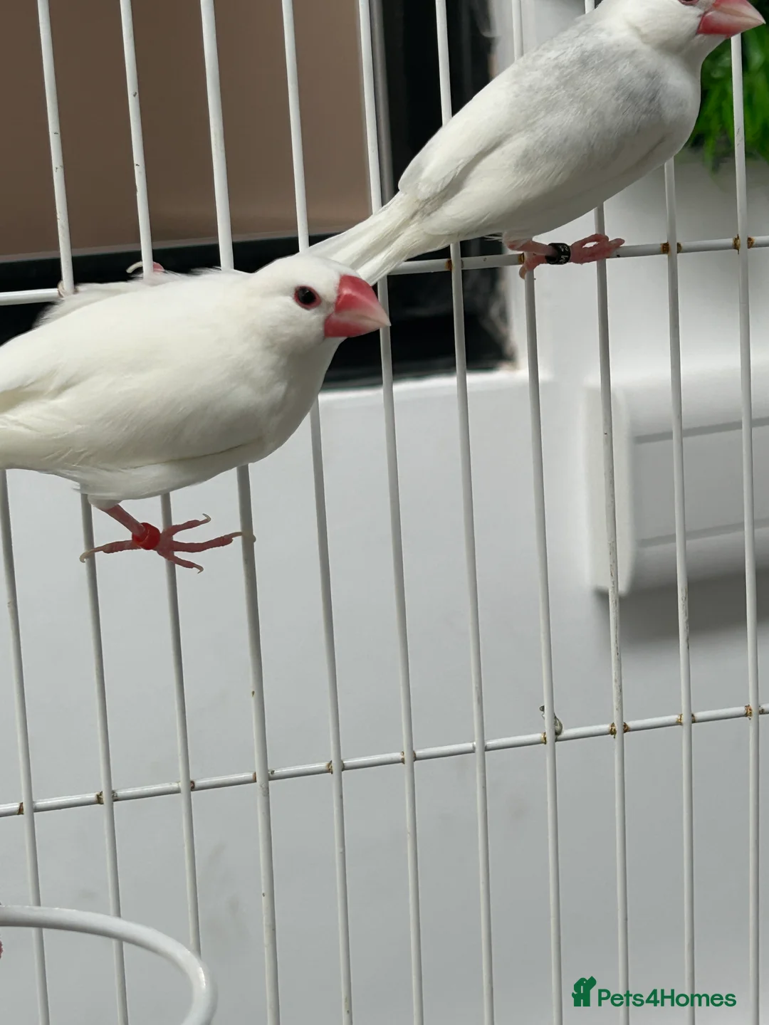 Finches birds for sale: Various Stunning Baby Finches  - Advert 2