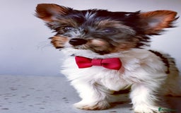Yorkshire Terrier dogs for sale: Biewer Yorkshire Terrier🐶 Two Boys🧬PURE BLOOD in Hull - Image 29