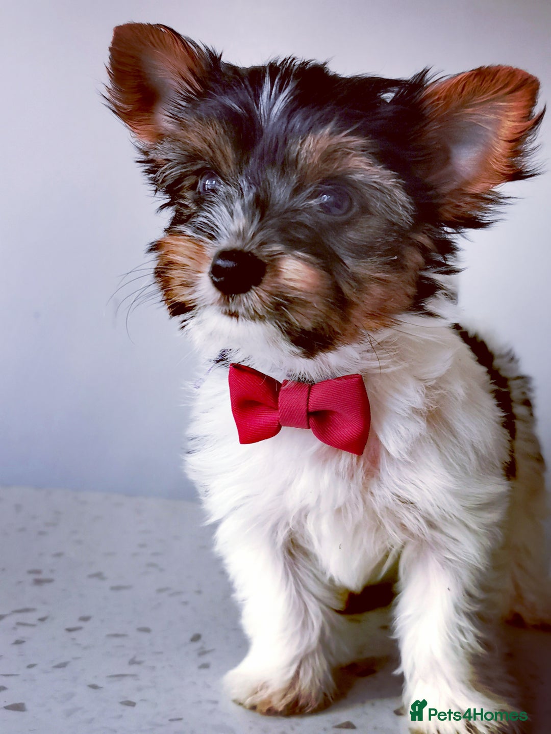 Yorkshire Terrier dogs for sale: Biewer Yorkshire Terrier🐶 Two Boys🧬PURE BLOOD in Hull - Image 29